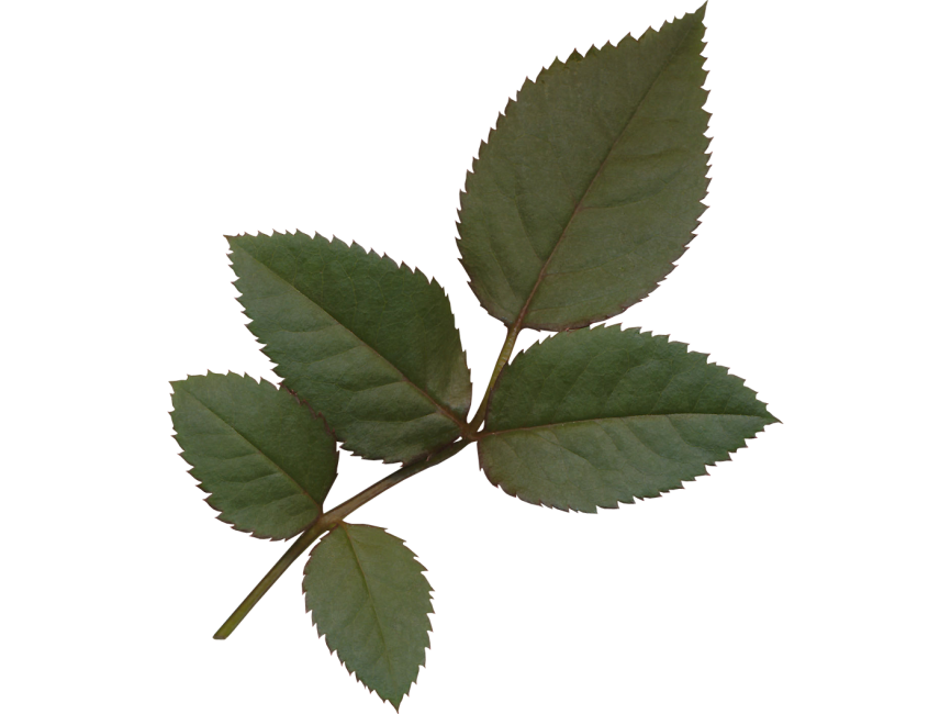 Leaf
