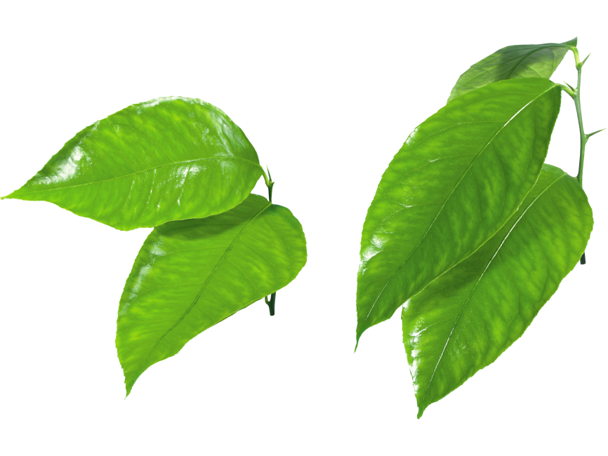 Leaf