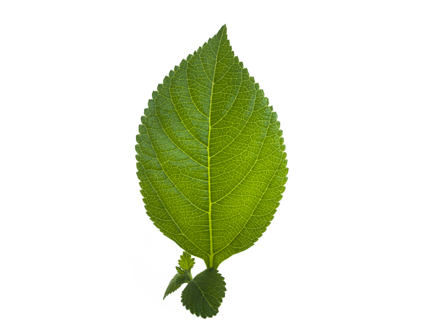 Leaf