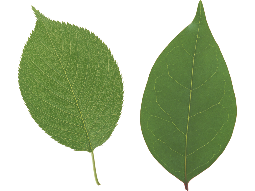 Leaf