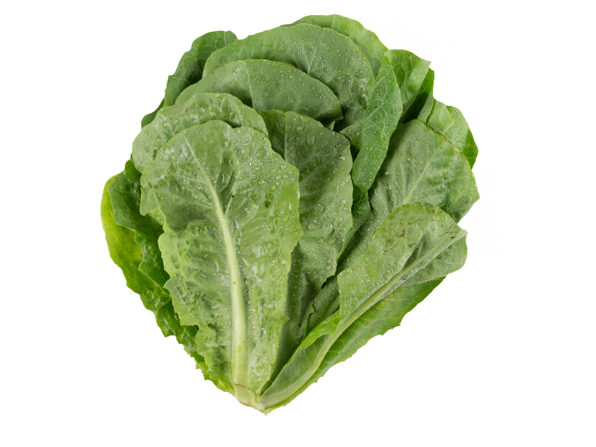 Lettuce
