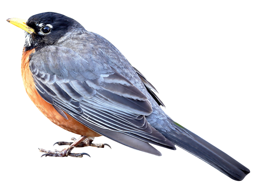 Merle Bird