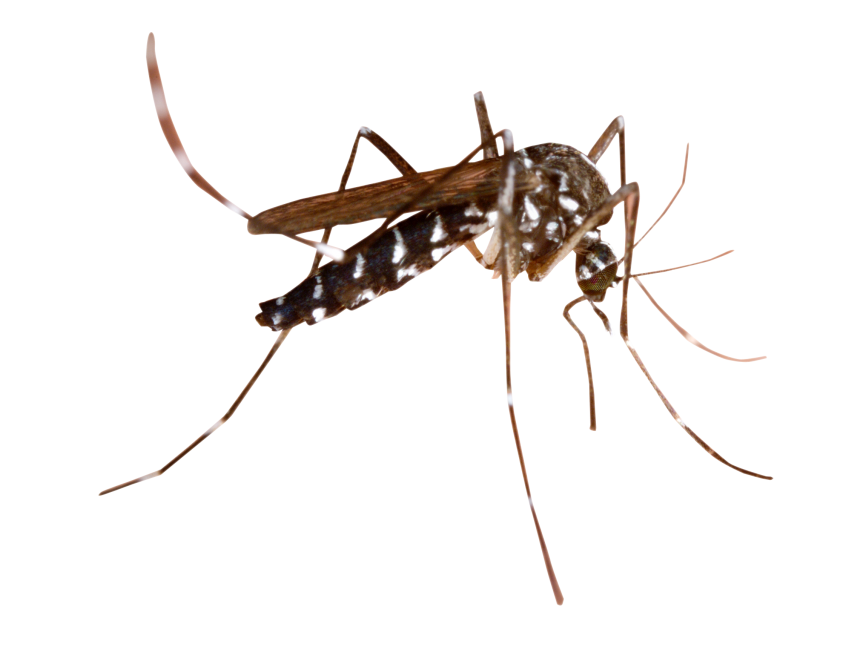 Mosquito