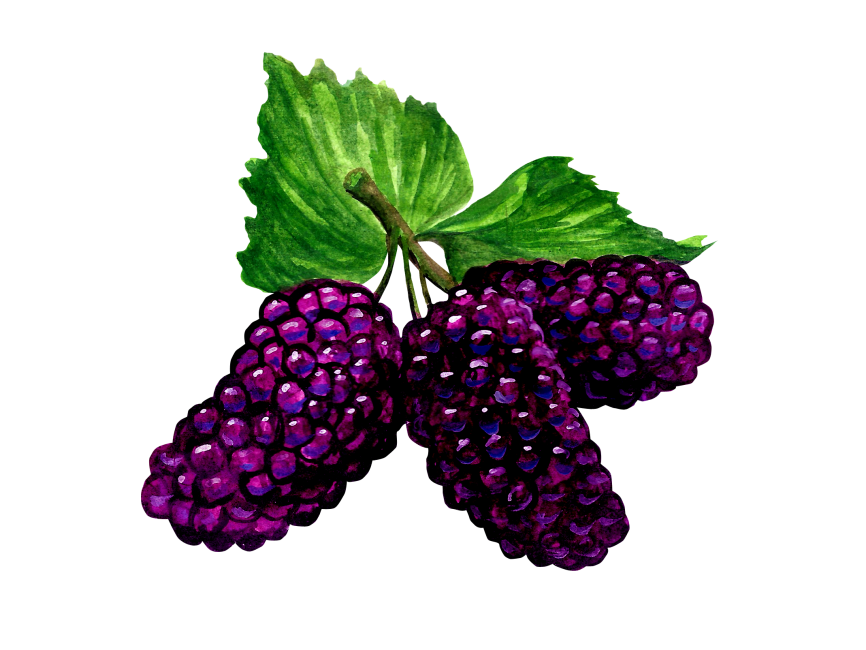 Mulberry