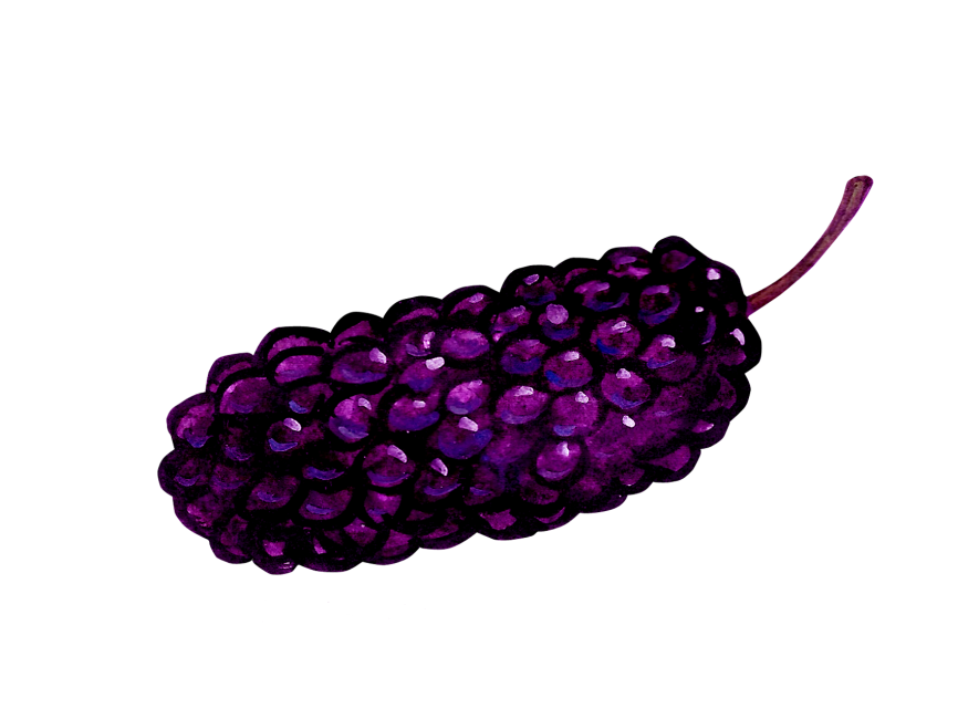 Mulberry