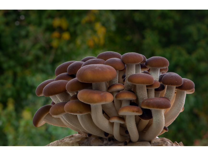 Mushrooms