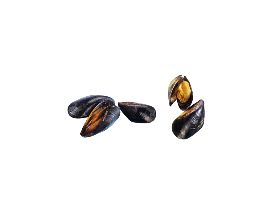 Mussel