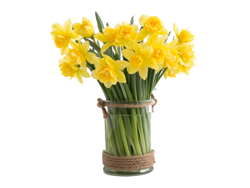 Narcissus Flower