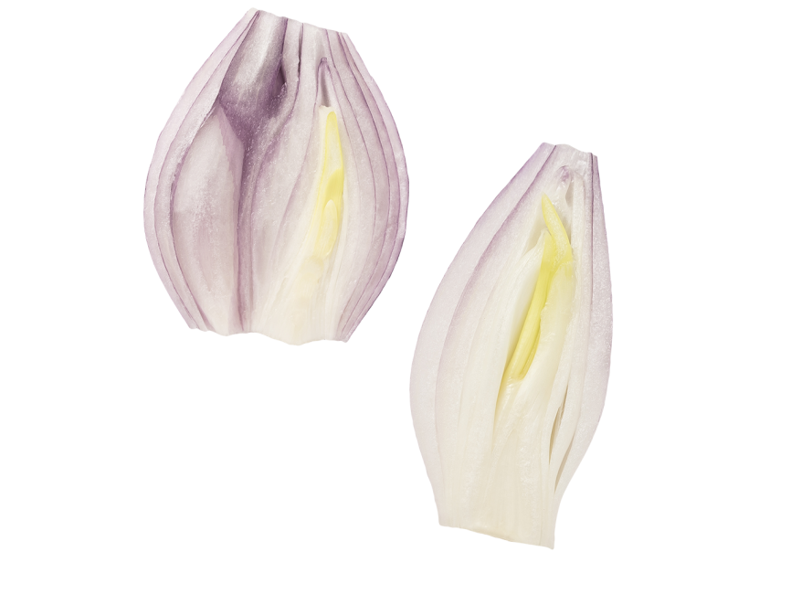 Onion