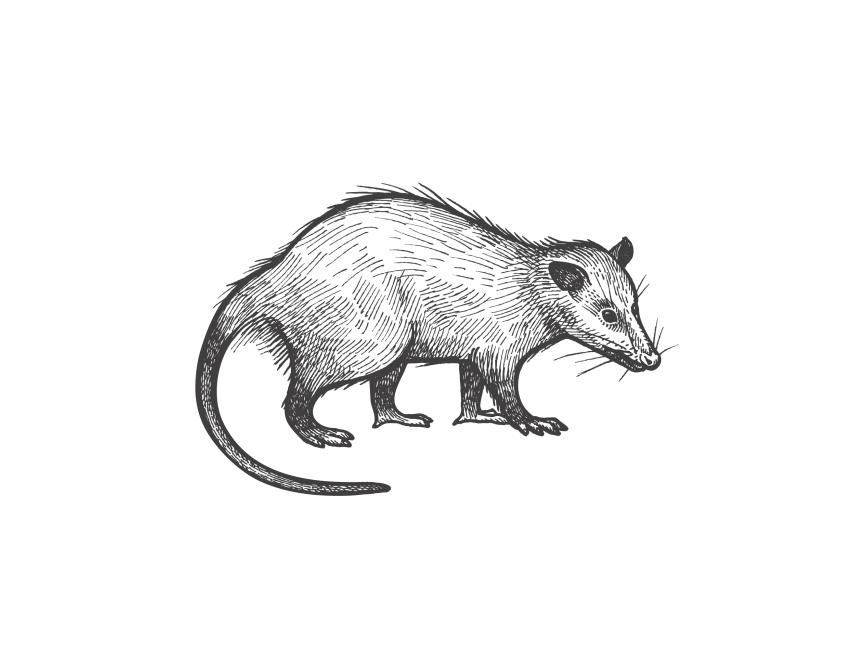 Opossum