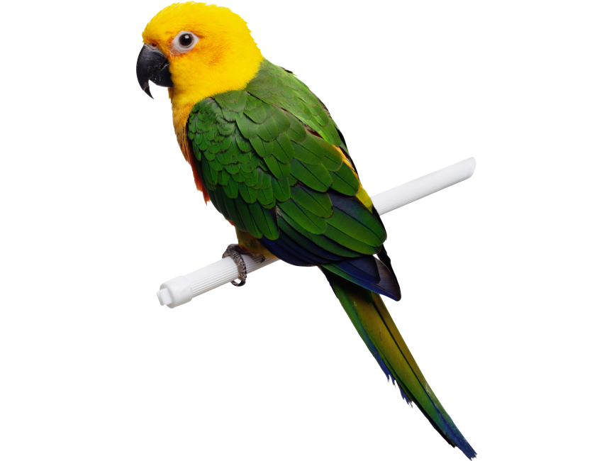 Parrot