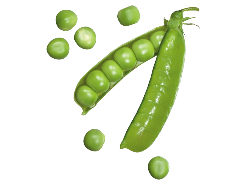 Pea