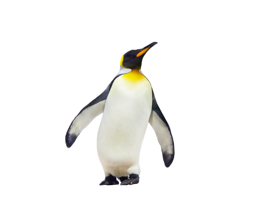 Penguin