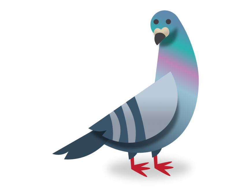 Pigeon