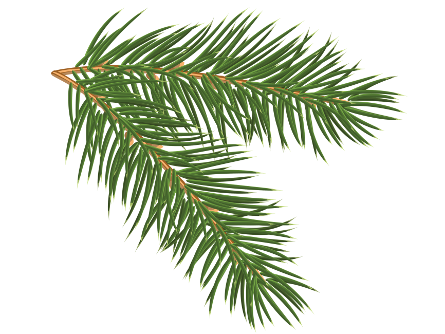 Pine Tree Branch