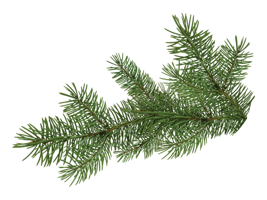 Pine Tree Branch