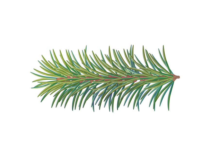 Pine Tree Branch