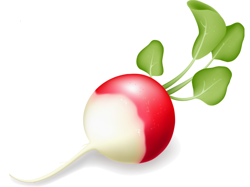 Radish