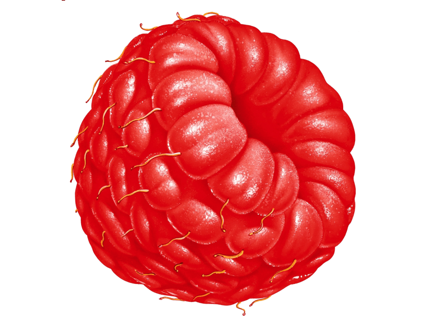 Raspberries