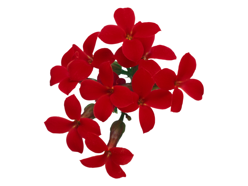 Red Flower