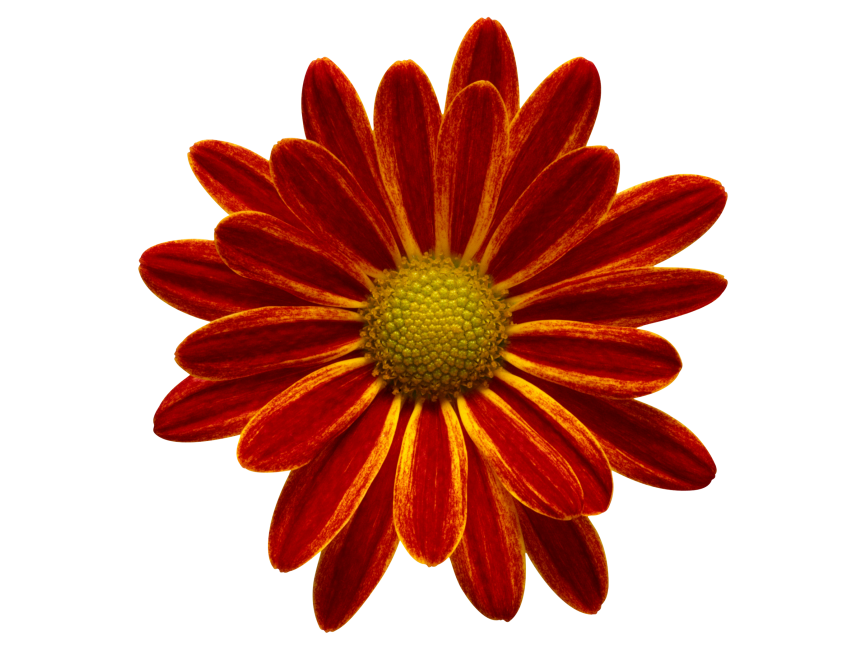 Red Flower