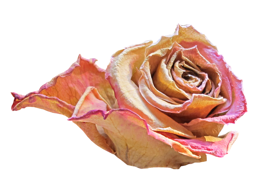 Red Rose