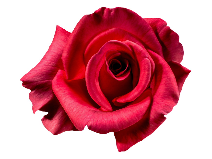Red Rose