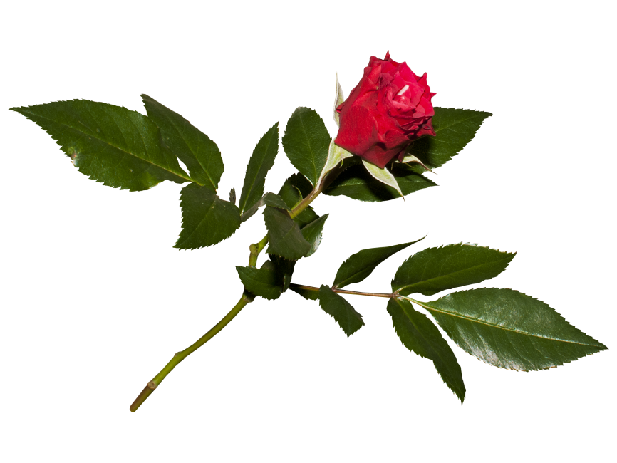 Red Rose