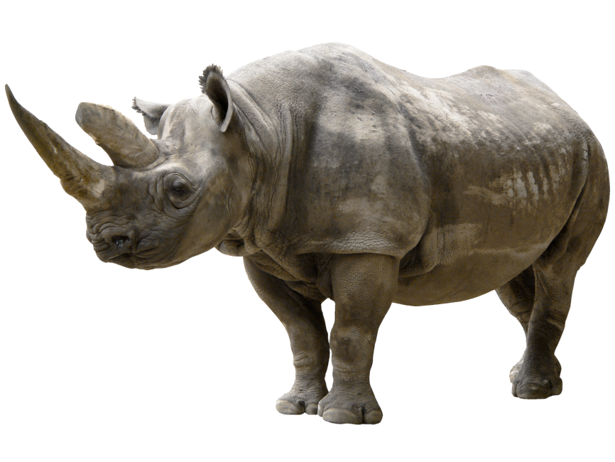 Rhino