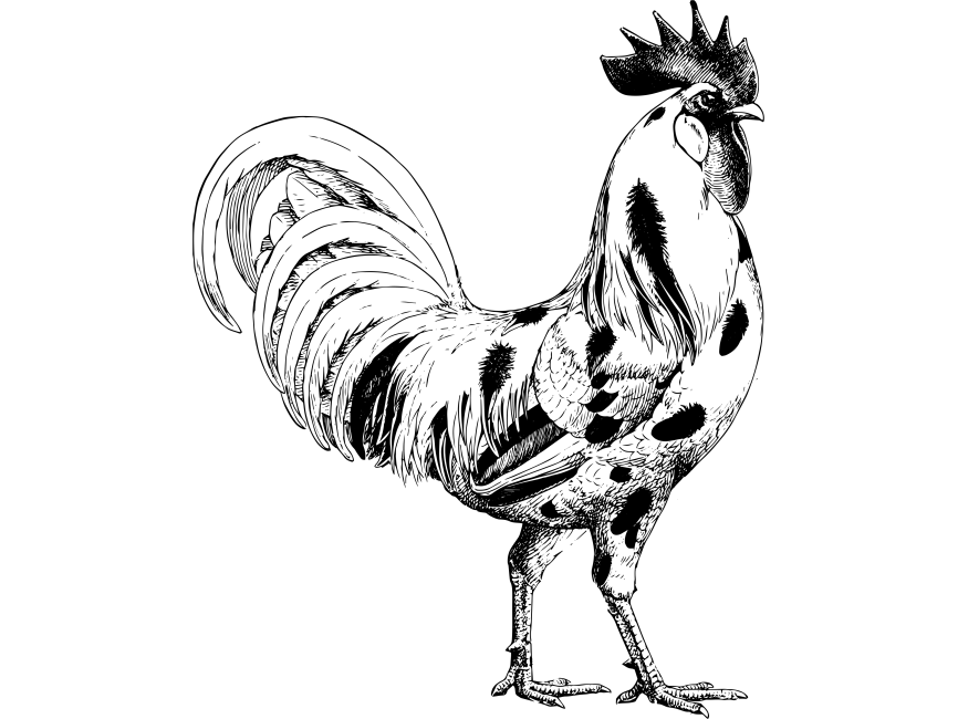 Rooster