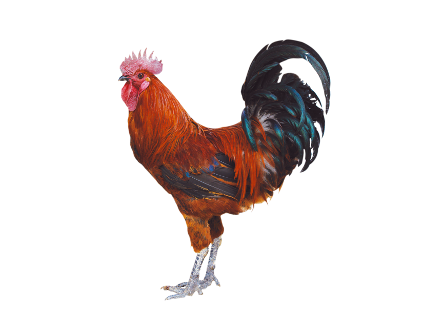 Rooster