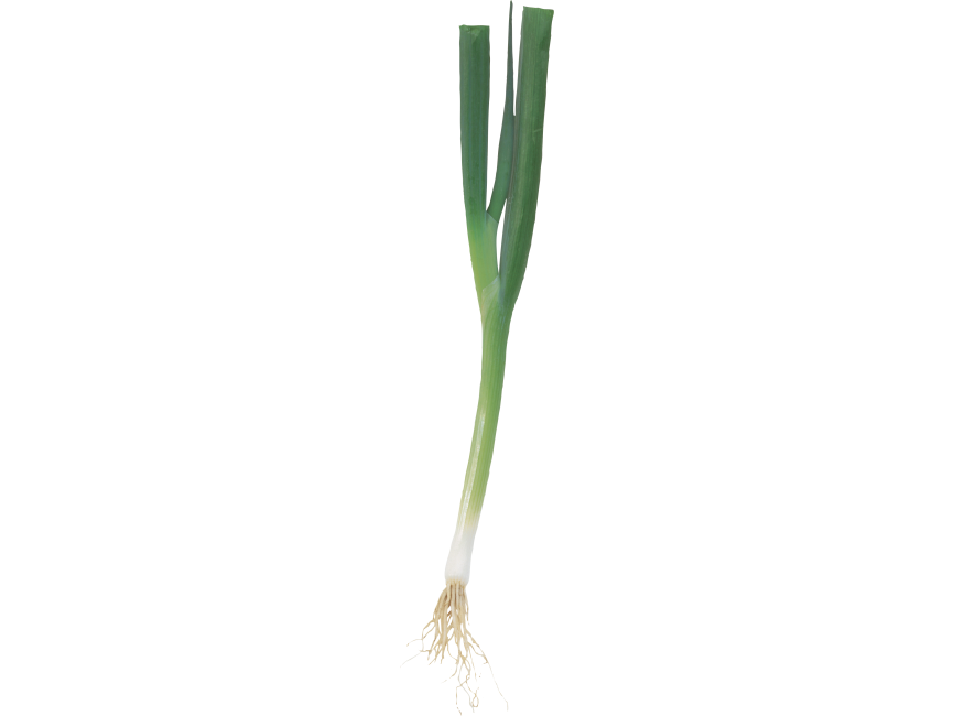 Scallion