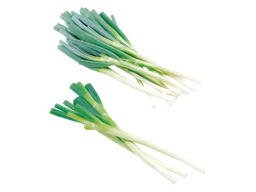 Scallion