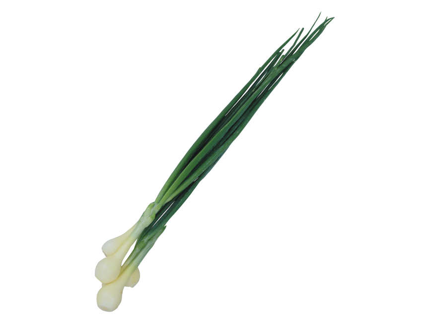 Scallion