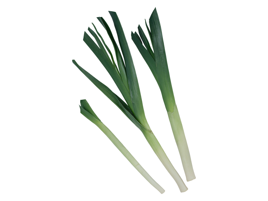 Scallion