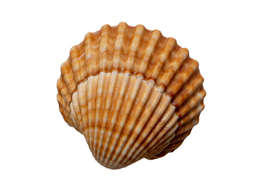 Scallop Shell