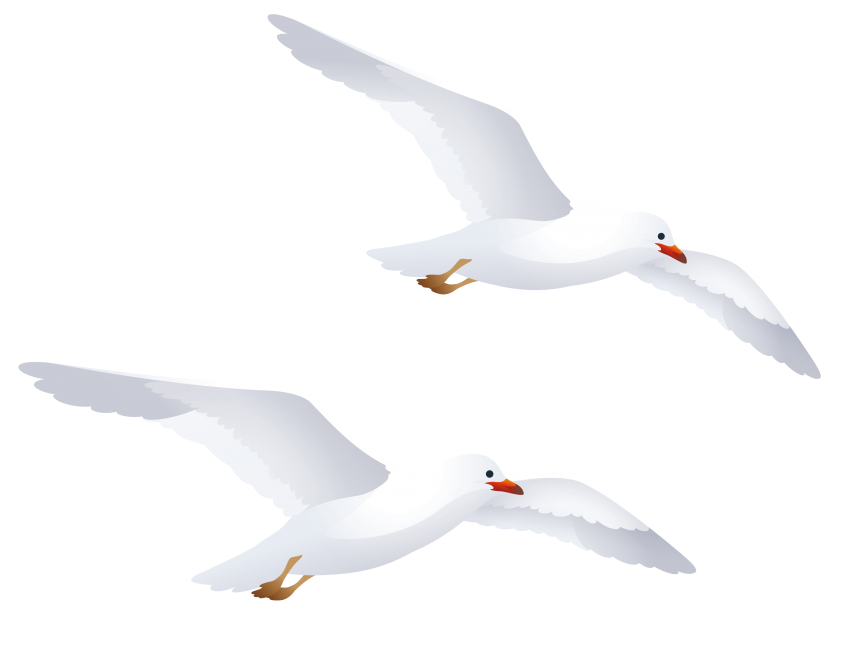 Seagulls