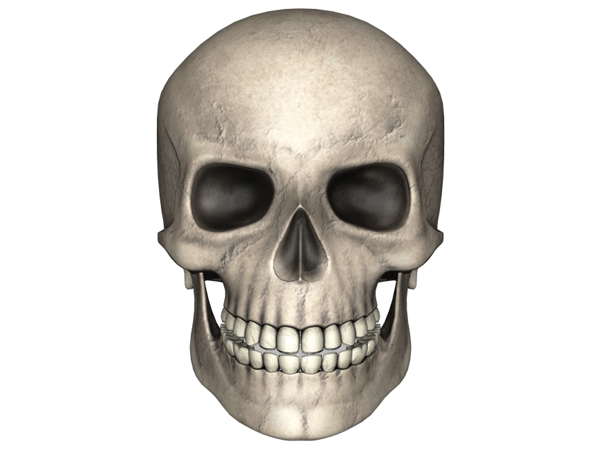 Skull
