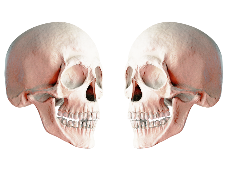 Skull
