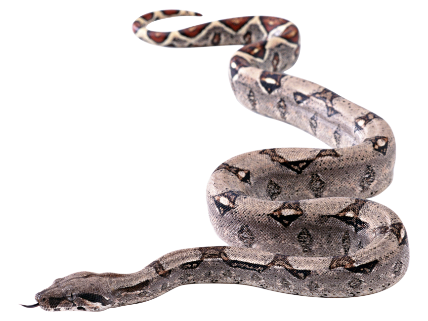 Snake