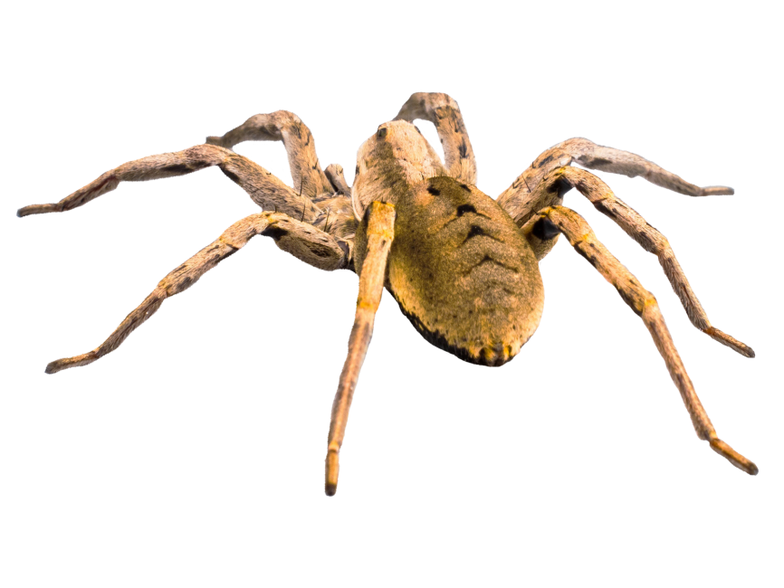 Spider