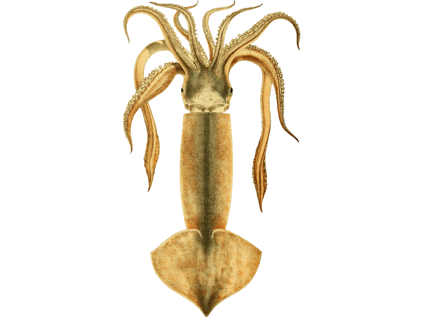 Squid