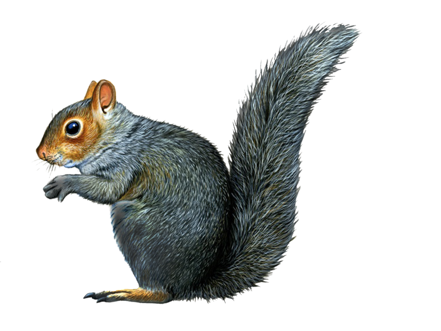 Squirrel