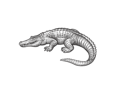 Alligator