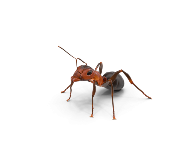 Ant