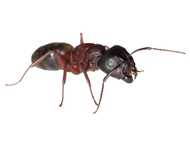 Ant