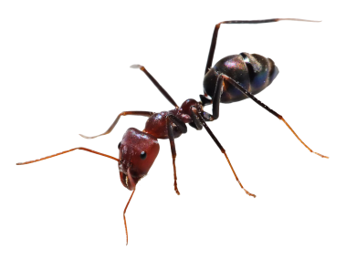 Ant