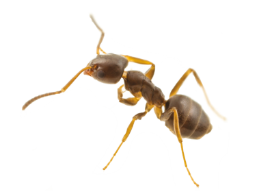 Ant