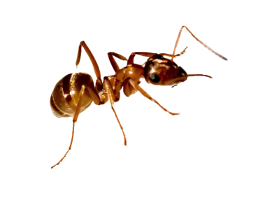 Ant