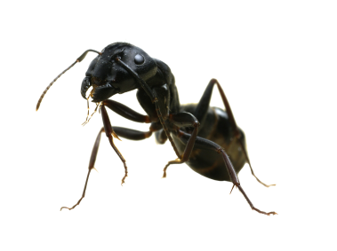 Ant